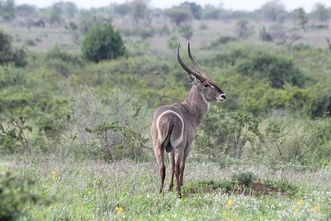 The Best of Zululand's Big 5 reserves - For the Discerning guest - Is $23,500 per person good value?
