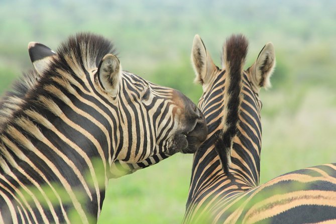 The Best of Zululand's Big 5 reserves - For the Discerning guest - Leaving Durban after breakfast