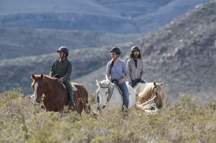 The Best Private Cape Town Safari Day Trip - Aquila Big 5 - Key points to know before booking