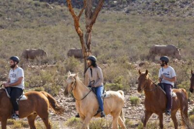 The Best Private Cape Town Safari Day Trip – Aquila Big 5