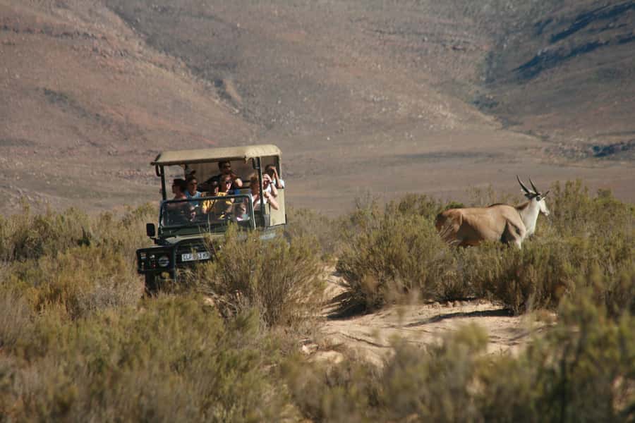 The Best Private Cape Town Safari Day Trip - Aquila Big 5 - Is $374 per person good value?