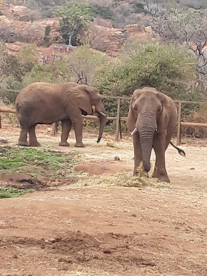 The Elephant and Monkey Sanctuary. - Key points at a glance