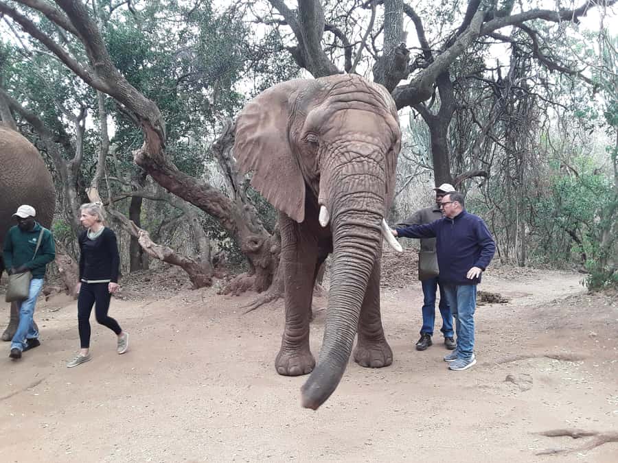 The Elephant and Monkey Sanctuary. - The elephant encounter is the main event