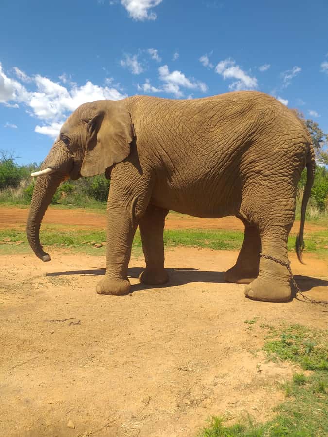 The Elephant and Monkey Sanctuary. - The drive from Johannesburg adds useful context
