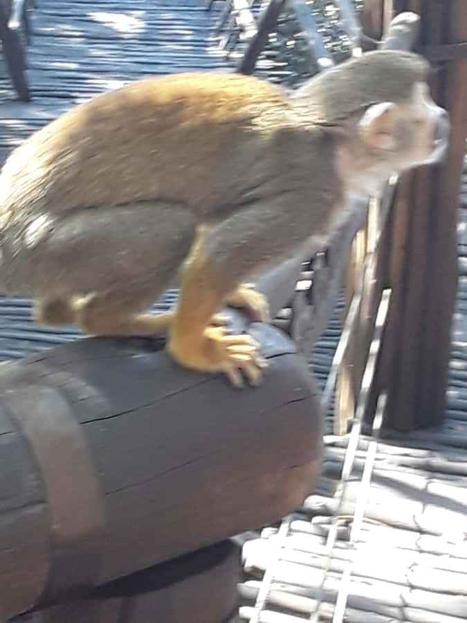 The Elephant and Monkey Sanctuary. - What the $68 price really covers