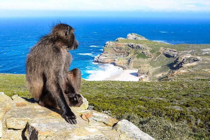 The Peninsula and Cape of Good Hope Full Day Tour in Cape Town - Kalk Bay and Muizenberg from the road
