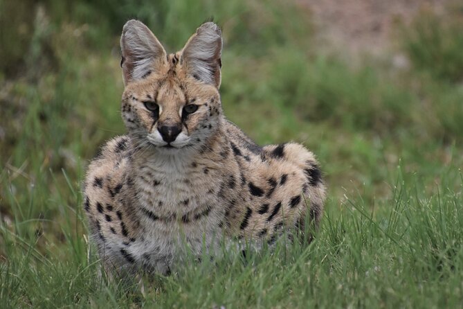 The Private Wildlife Tour - Key points before you book