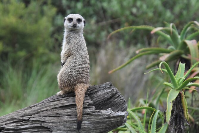 The Private Wildlife Tour - Why this small group matters at Tenikwa