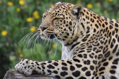 The Private Wildlife Tour