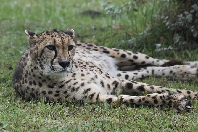 The Private Wildlife Tour - A guide who helps you see more