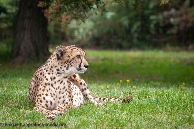 The Private Wildlife Tour - What else you may see beyond cheetahs