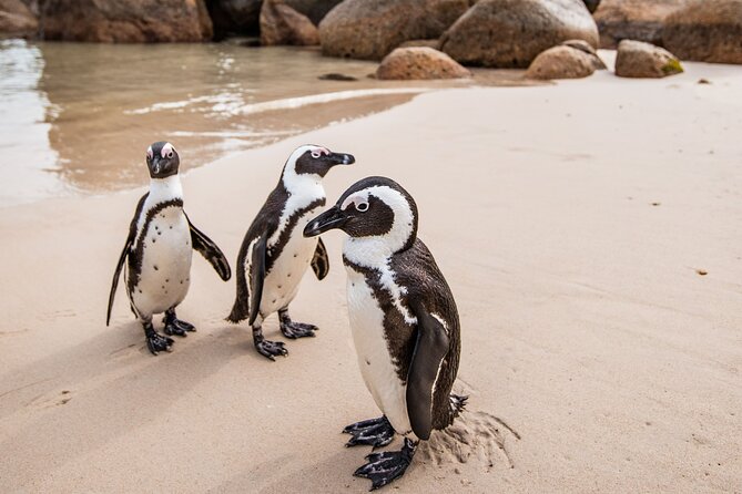 The Road Trip (Cape Point and Penguins) - What this Cape Peninsula road trip actually covers