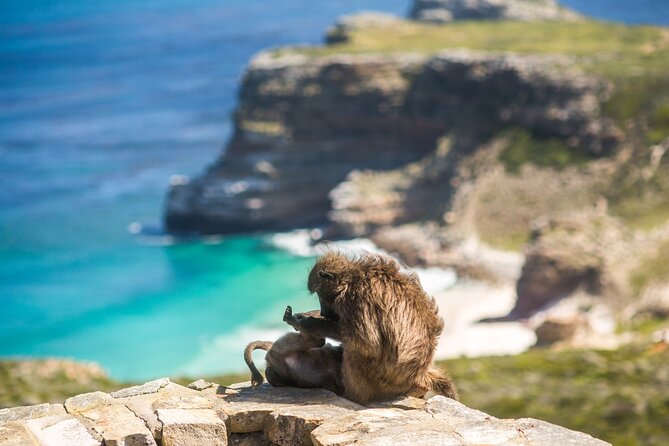 The Road Trip (Cape Point and Penguins) - The guides make or break a packed day