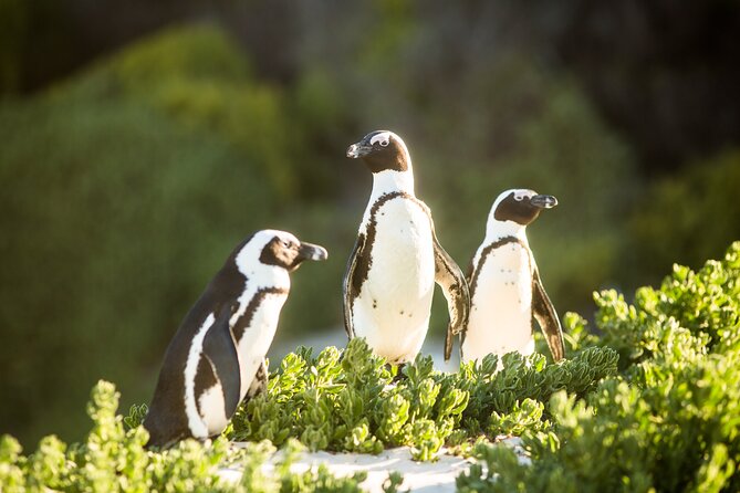 The Road Trip (Cape Point and Penguins) - Who should book this day trip?