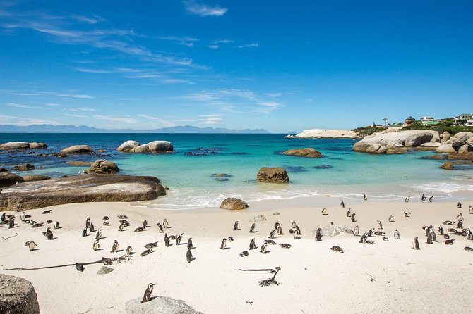 The Road Trip (Cape Point & Penguins) - Private Tour - Why this private Cape Peninsula route works