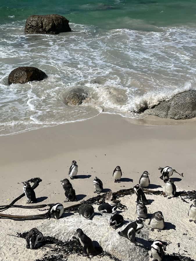 The Ultimate Cape of Good Hope Experience - Key points at a glance