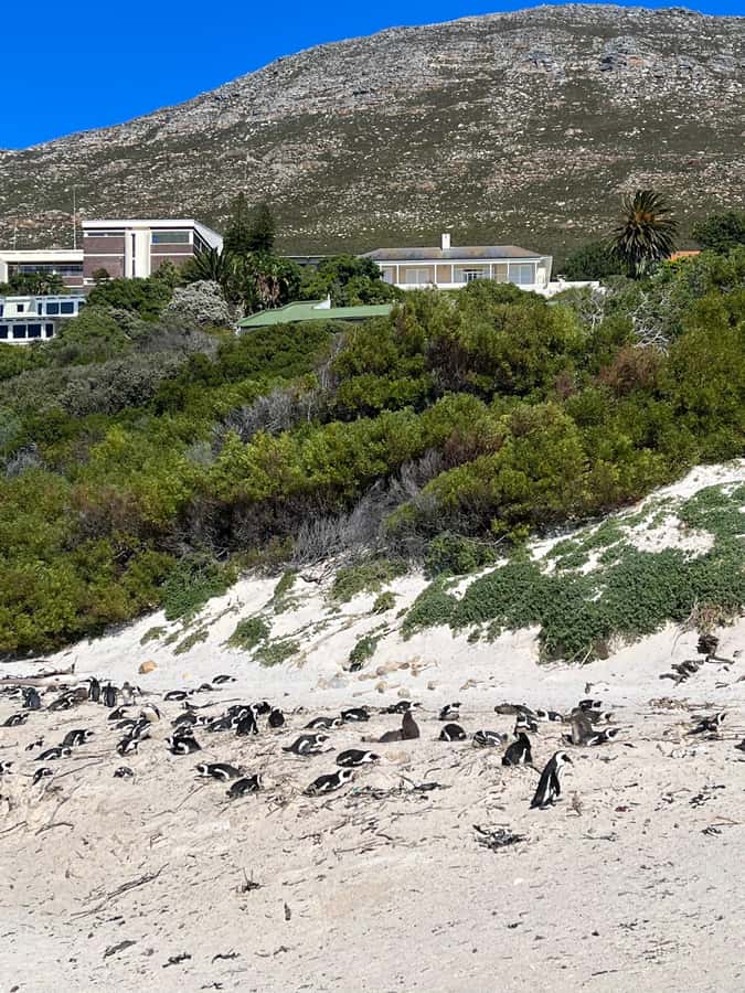 The Ultimate Cape of Good Hope Experience - Why this Cape Peninsula day works