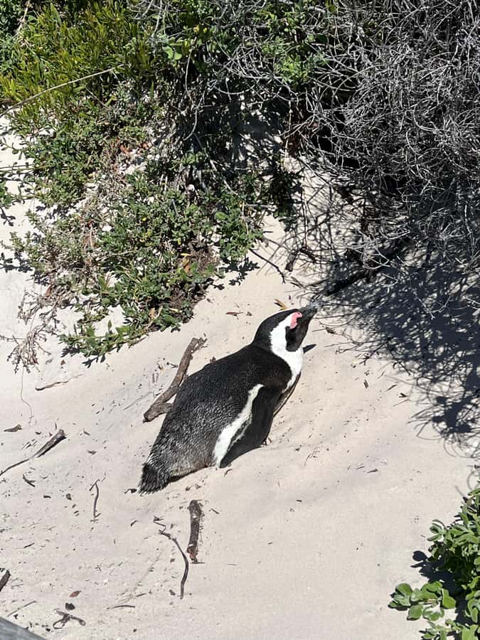 The Ultimate Cape of Good Hope Experience - What the $310 price really covers