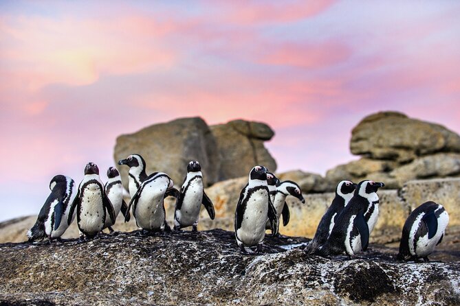 Top 10 Super Tour: Table Mountain, Penguins & Cape of Good Hope Small Group Trip - Chapman’s Peak Drive and the road itself