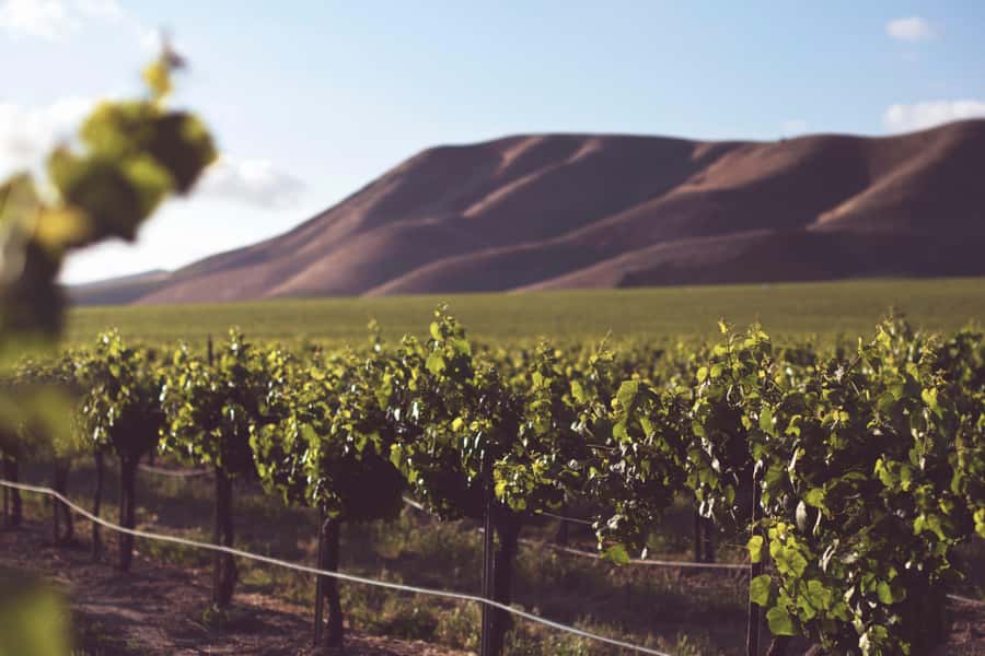 Tour the Winelands: Stellenbosch to Franschhoek - Fairview’s six wines and six cheeses