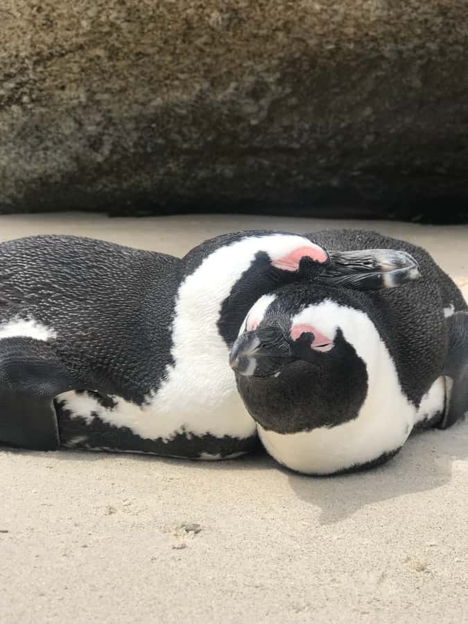 Tours from Cape Town: Penguins & Cape of Good Hope Tours - Key points to know before booking