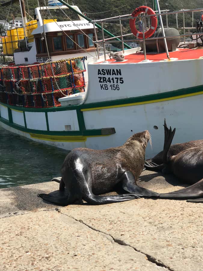 Tours from Cape Town: Penguins & Cape of Good Hope Tours - Chapman’s Peak and the Atlantic road