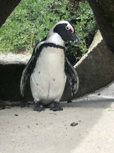 Tours from Cape Town: Penguins & Cape of Good Hope Tours