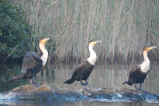 Touw River Boat Cruise - Wilderness National Park - Through Wetlands, Reeds, and Open Water