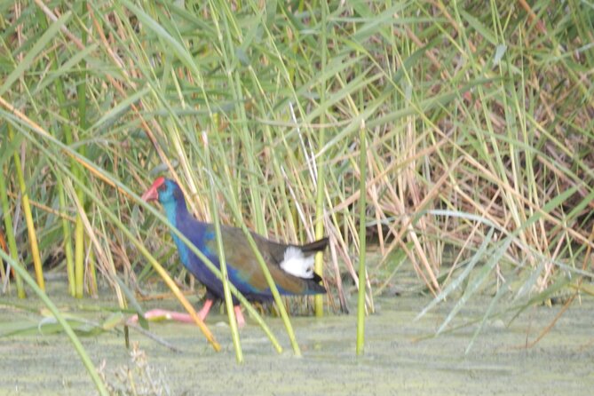Touw River Boat Cruise - Wilderness National Park - Riverside Homes and the Human Side of Wilderness