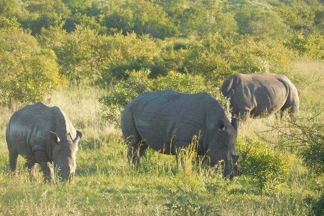 Two Days, One Night Tour: Blyde River to Kruger National Park - Lunch, Graskop Gorge, and the road to Kruger