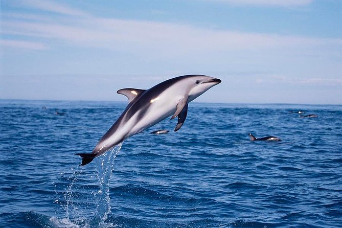 V&A Waterfront Marine Big 5 Ocean Safari - What the $57.72 price buys you