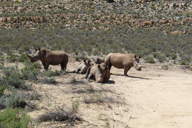 Visit African Big 5 Safari Aquila Game Reserve from Cape Town - full Day - Why this Cape Town safari works for a short visit