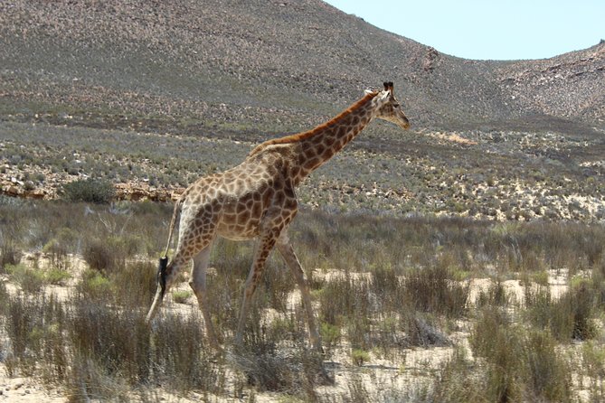 Visit African Big 5 Safari Aquila Game Reserve from Cape Town - full Day - The three-hour open 4WD game drive