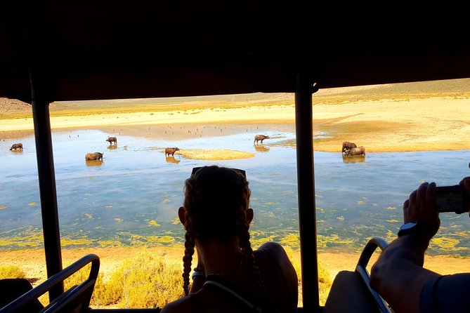 Visit African Big 5 Safari Aquila Game Reserve from Cape Town - full Day - The Diamond Works stop: useful or unwanted?