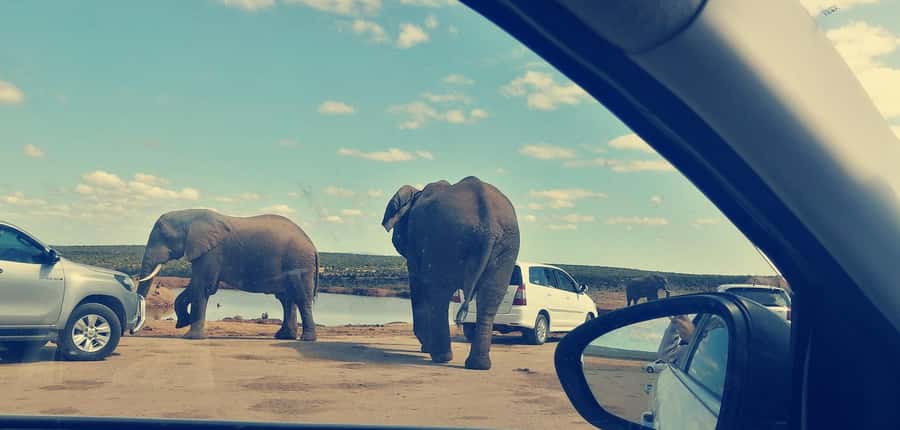 Visit Port Elizabeth :Addo Elephant Park Wildlife Safari - Five useful things to know before you book