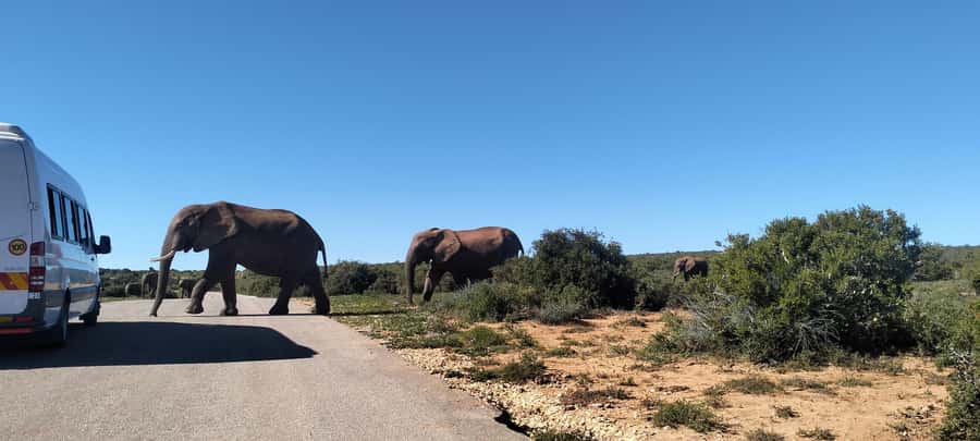 Visit Port Elizabeth :Addo Elephant Park Wildlife Safari - Who will enjoy this Addo safari most?