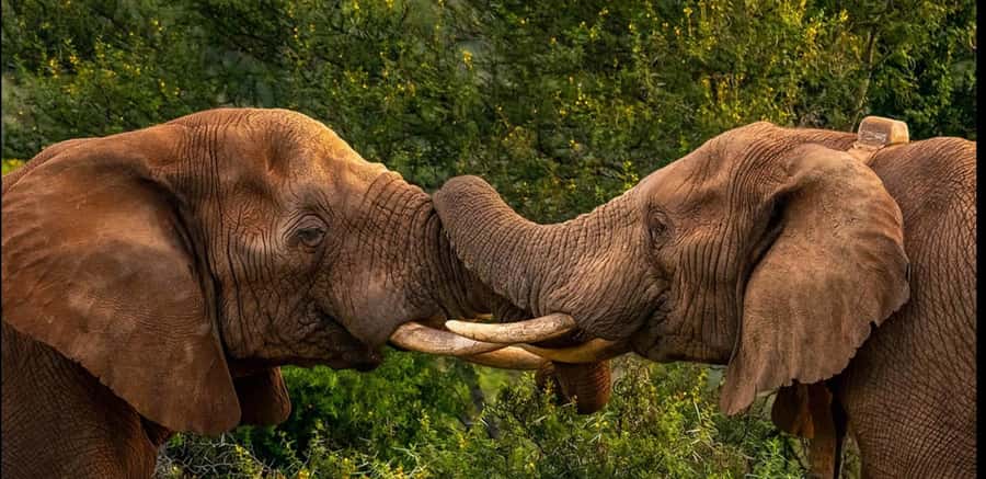 Visit Port Elizabeth :Addo Elephant Park Wildlife Safari - Why Addo is a smart choice from Port Elizabeth
