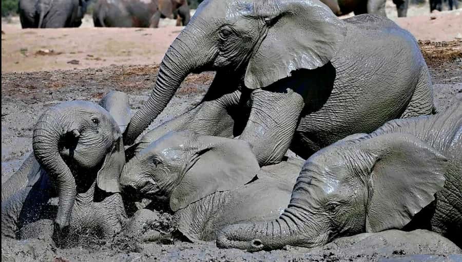 Visit Port Elizabeth :Addo Elephant Park Wildlife Safari - Four hours among Addo’s elephants and plains