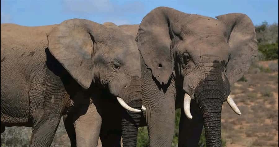 Visit Port Elizabeth :Addo Elephant Park Wildlife Safari - The elephant encounter that shapes the day