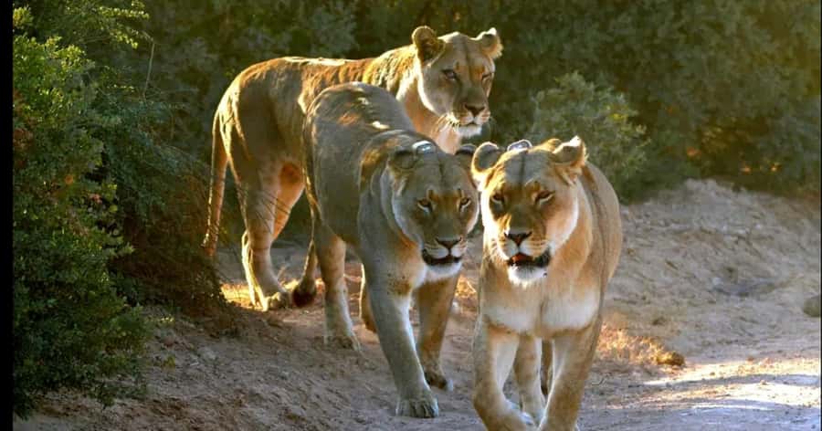 Visit Port Elizabeth :Addo Elephant Park Wildlife Safari - Looking for lions, the Big Five, and smaller wildlife