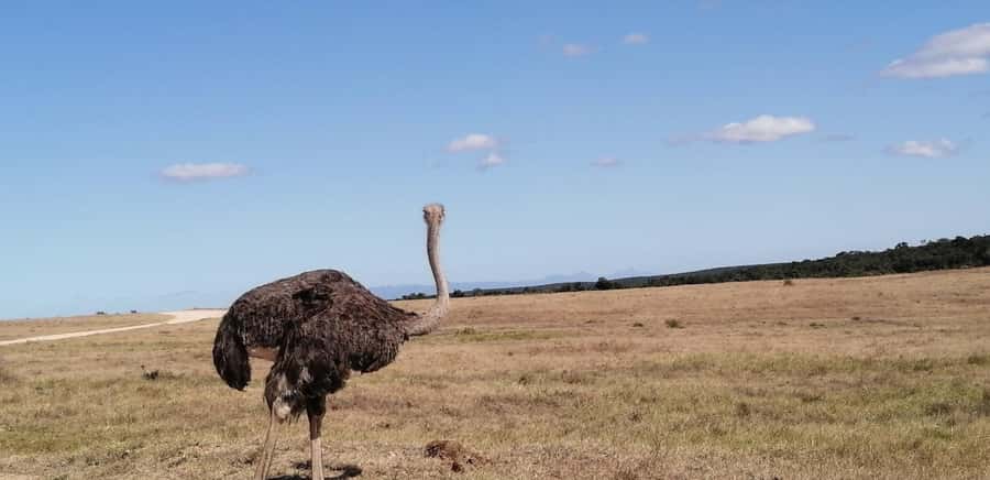 Visit Port Elizabeth :Addo Elephant Park Wildlife Safari - A short food break in the bush