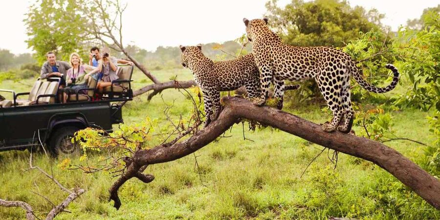 Visit Port Elizabeth :Addo Elephant Park Wildlife Safari - Vehicle comfort and accessibility details