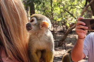 Walk with Elephants Experience plus Monkey Forest Walk