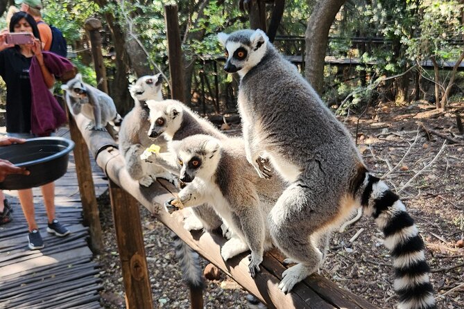Walk with Elephants Experience plus Monkey Forest Walk - What the full six-hour schedule feels like