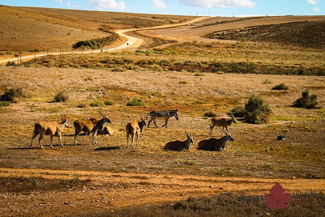 West Coast Safari and Khoi San village COMBO - PRIVATE TOUR - !Khwa ttu and the story of the San
