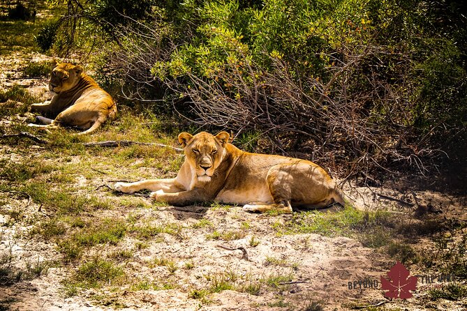 West Coast Safari and Khoi San village COMBO - PRIVATE TOUR - What $219.30 per person buys you