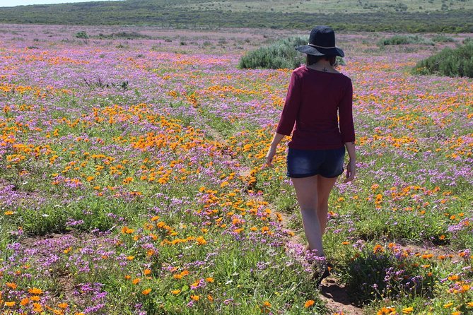 West Coast Wonders Full Day Tour with Private Transfer - Why this Cape West Coast day trip is worth your time