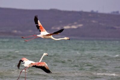 West Coast Wonders Full Day Tour with Private Transfer