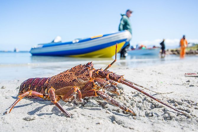 West Coast Wonders Full Day Tour with Private Transfer - What the guide adds to the day