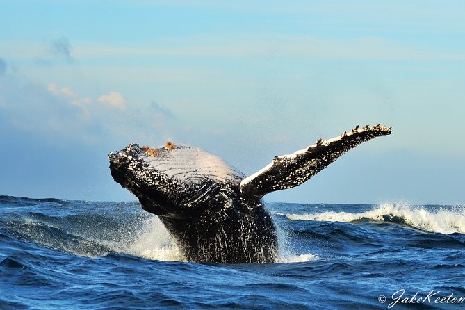 Whale, Dolphin & Penguin Island Cruise - Key points to know before you book